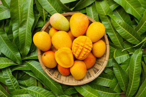 A basket of ripe mangoes on a bed of leaves