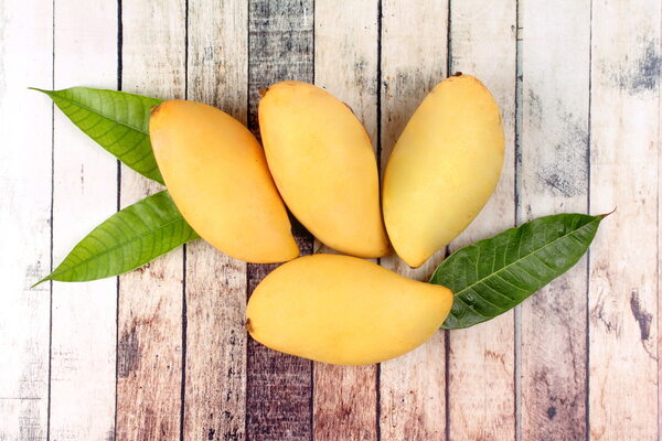 Ripe yellow mangoes with leaves