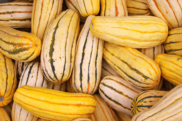 Is Squash Keto: Carbs, Varieties, and Recipes Explained 8 Colorful and Vibrant Delicata Squash as an option whether is squash keto friendly or not.