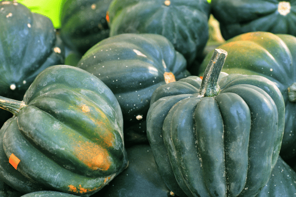 Is Squash Keto: Carbs, Varieties, and Recipes Explained 7 Is Squash Keto: Pile of Acorn Squash.