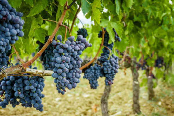 Are Grapes Keto? Unveiling the Truth for Low-Carb Dieters! 4 Ripe grapes in a vineyard