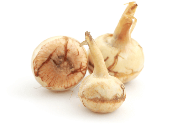 Is Arrowroot Keto Friendly? Everything You Need to Know 5 A group of arrowroot, over white background.