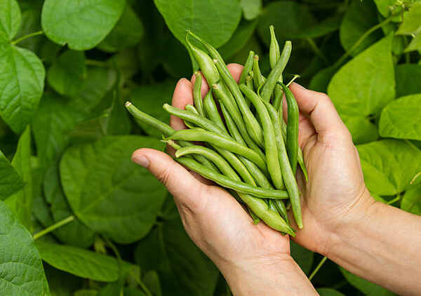 Are Green Beans Keto? Easy Recipe for Your Low-Carb Diet 3 A handful of fresh green beans from a garden
